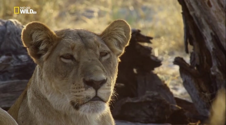 Nat geo wild 1080. Нат Гео вайлд с переводом Олега Белова. Nat geo Wild camibe Rutube.